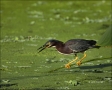 Green-Heron;Heron;one-animal;close-up;color-image;nobody;photography;day;outdoor